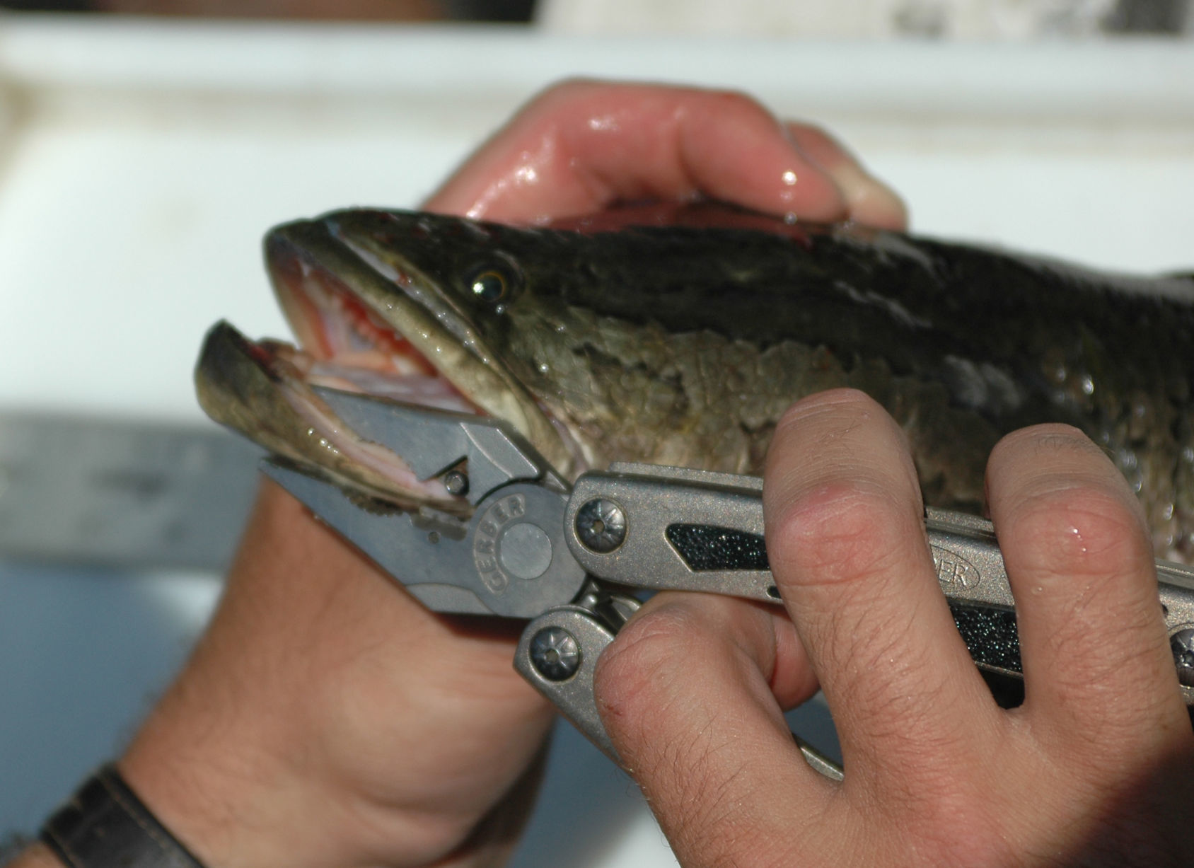 Snakehead